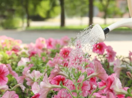 Petunias