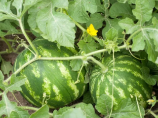 growing watermelon from seed