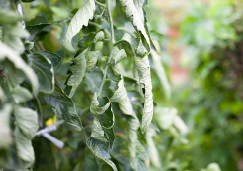 underwatered tomatoes