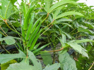 Okra Growing Conditions