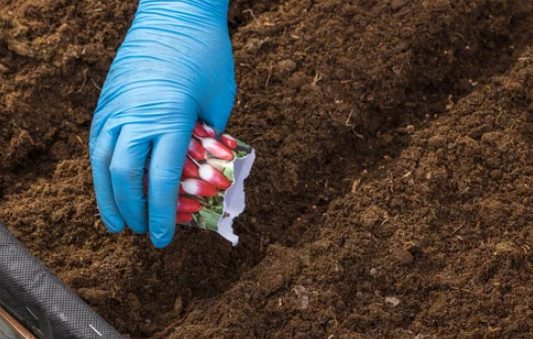 growing radishes from seed