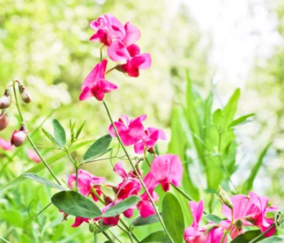 Sweet Peas