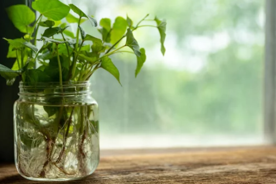  How to Plant Sweet Potato Slips