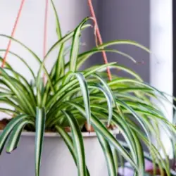 do spider plants need a lot of water