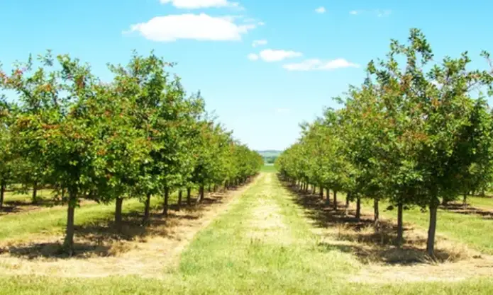 How the planting fruit trees valuable to the family