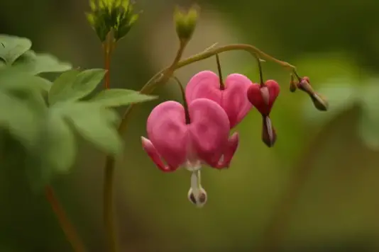 when to plant bleeding hearts
