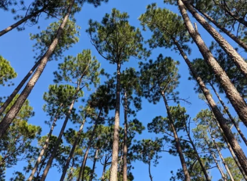 Loblolly Pine Trees