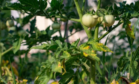 underwatered tomatoes