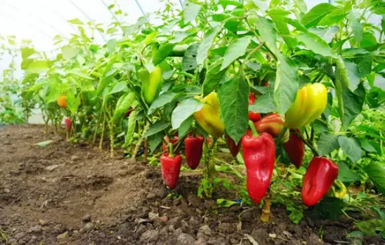 peppers-planting-guide