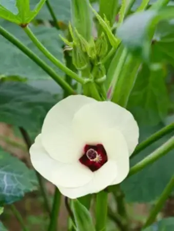 Okra Growing Conditions