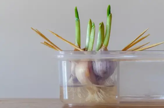How Long Does it Take to Grow Garlic Indoors
