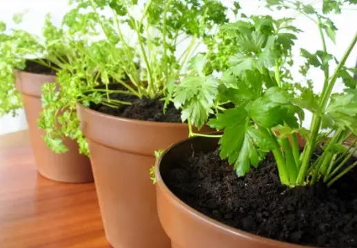 growing celery in a pot