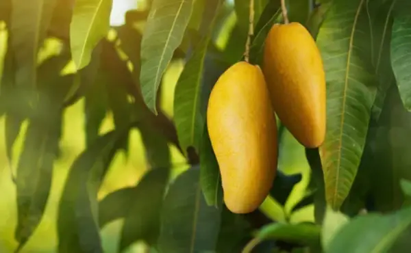 How to Craft a fruit tree?