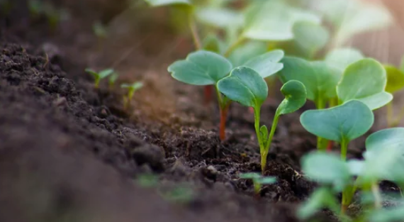 growing radishes from seed