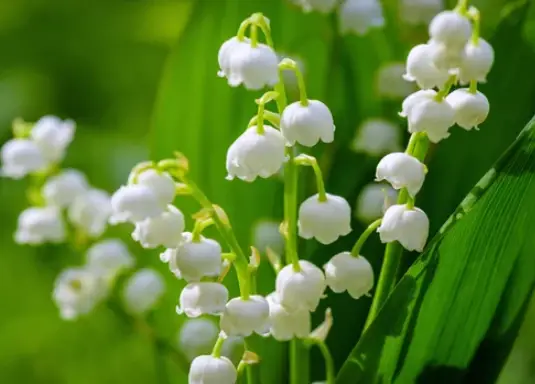 Lily of The Valley: How To Grow And Care For It