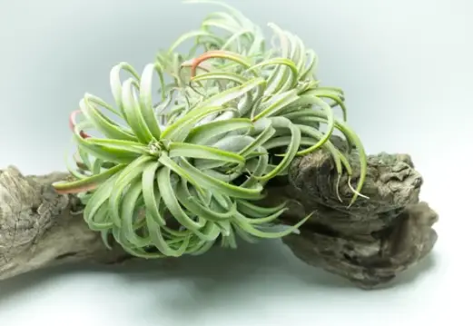 does air plant need sunlight