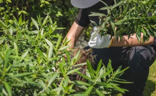 How to Permanently Stop Weeds from Growing