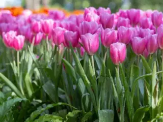 how to grow tulips in texas