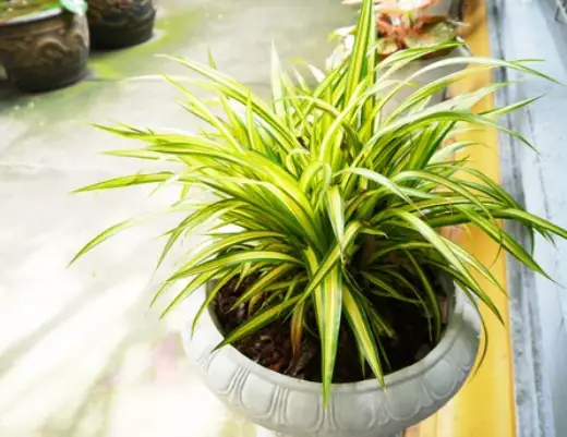 do spider plants need a lot of water