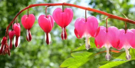 when to plant bleeding hearts