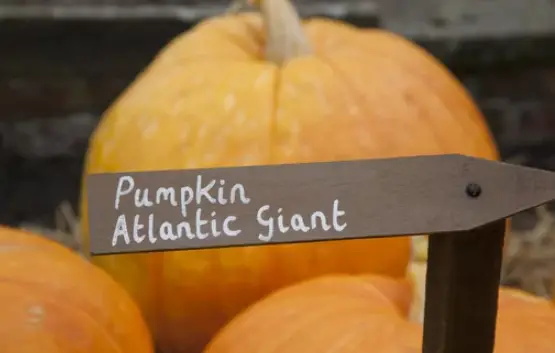 atlantic giant pumpkin seeds