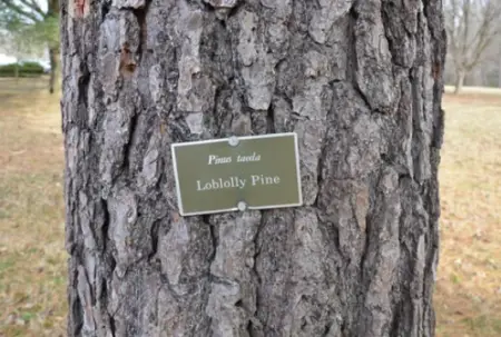 Loblolly Pine Trees