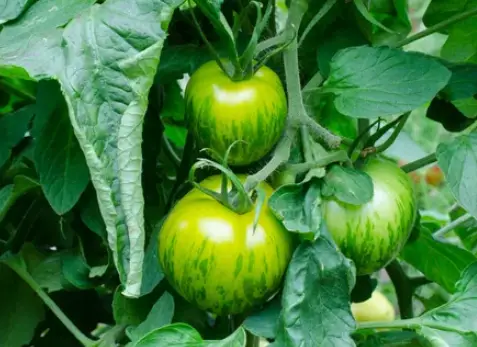 Green Zebra Tomato Plant