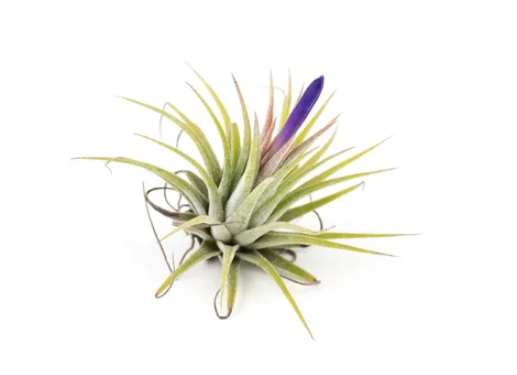 does air plant need sunlight