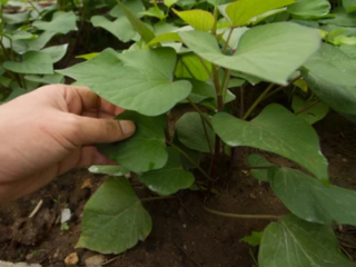 How to Plant Sweet Potato Slips