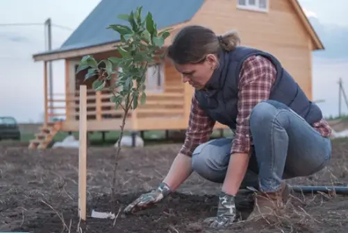 How the planting fruit trees valuable to the family