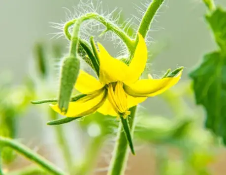 self-pollinated vegetables