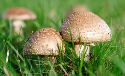 Mushrooms growing 