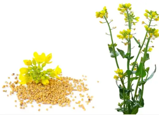 What Does a Mustard Seed Plant Look Like?