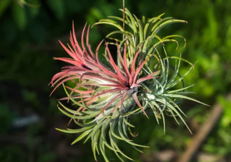 does air plant need sunlight