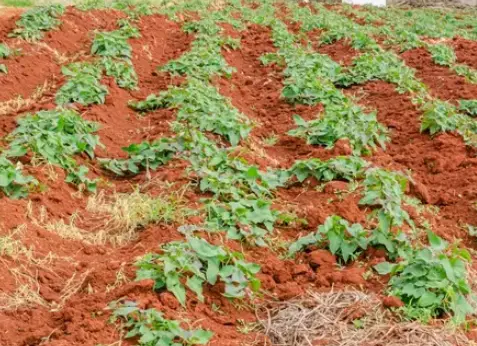  How to Plant Sweet Potato Slips