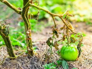 underwatered tomatoes