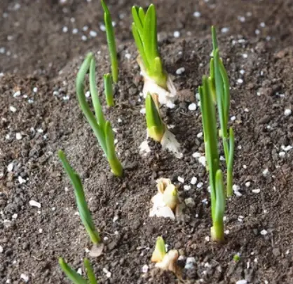 How Long Does it Take to Grow Garlic Indoors