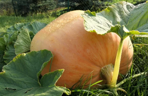 atlantic giant pumpkin seeds