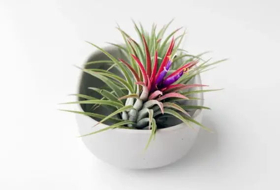 Does Air Plant Need Sunlight? All You Need to Know