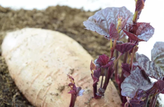  How to Plant Sweet Potato Slips