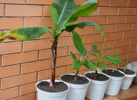 banana tree indoors