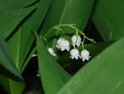 Dirtgreen.com - Everything Around The YardLily of The Valley: How To Grow And Care For It