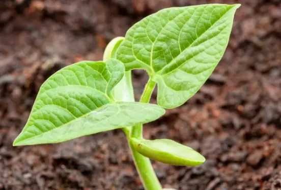 Getting Started with Growing Beans from Seed in Your Garden