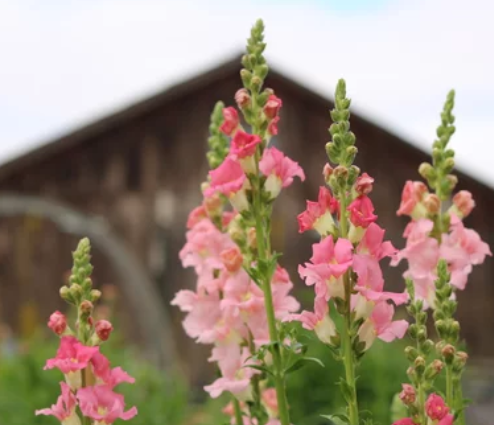 Snapdragons