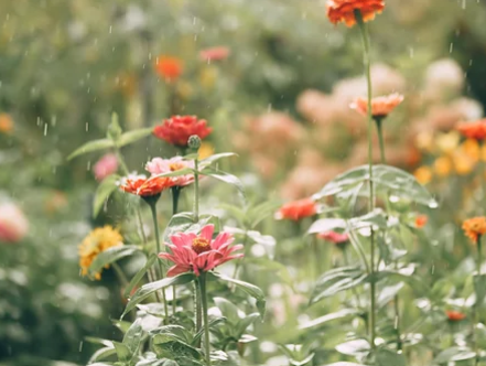 Zinnias