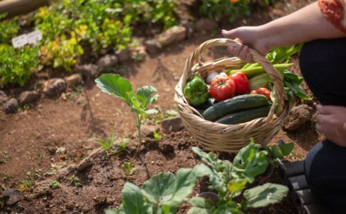 Why is Gardening Beneficial For Your Health