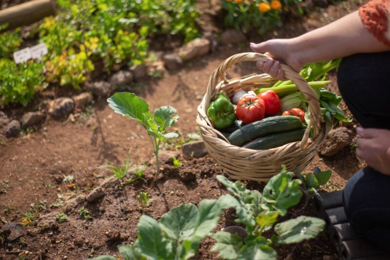 Why is Gardening Beneficial For Your Health?