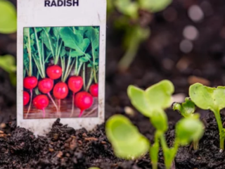 growing radishes from seed
