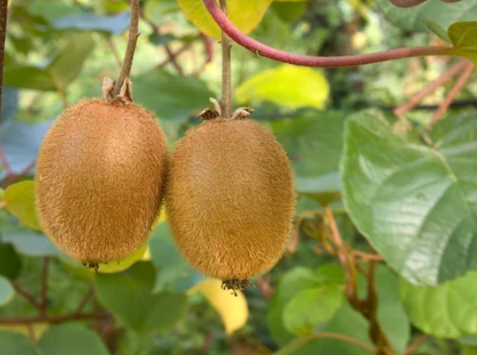 Kiwi Plant Care and Growing Tips To Keeping Your Plants Healthy