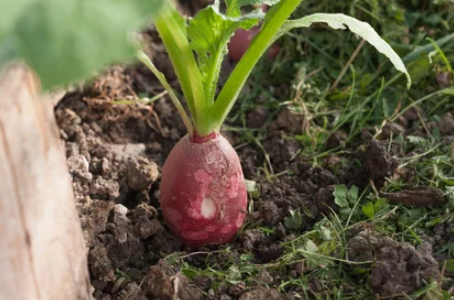 growing radishes from seed